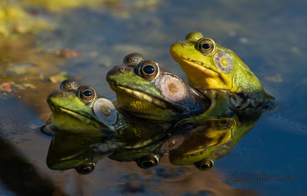 Bullfrogs Mating