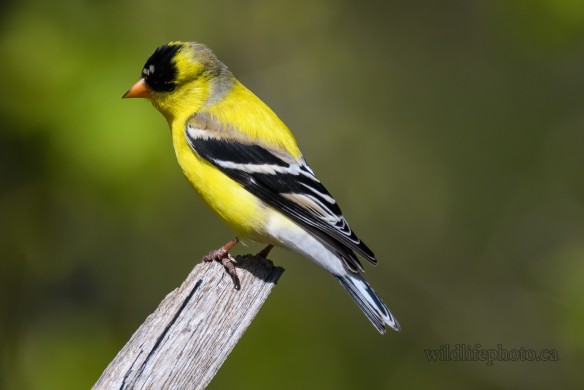 Male American Goldfinch