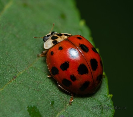 Red 18 spotted Asian Lady Beetle