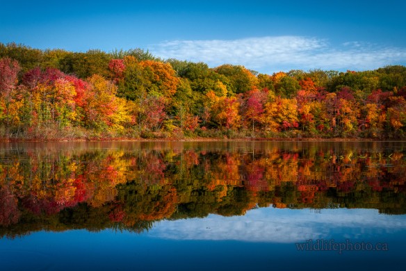 Autumn Pond