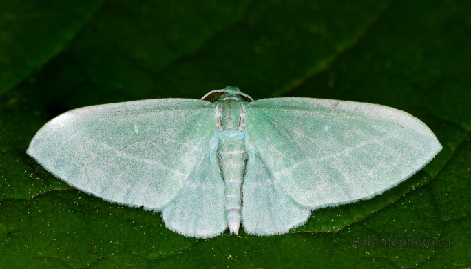 Bad-wing Moth