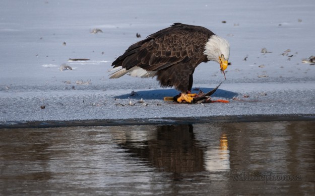 Bald Eagle Eating a Mallard Duck