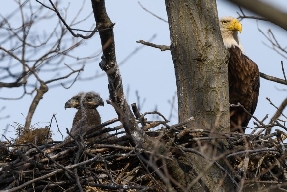 Bald Eagle Nest with Young