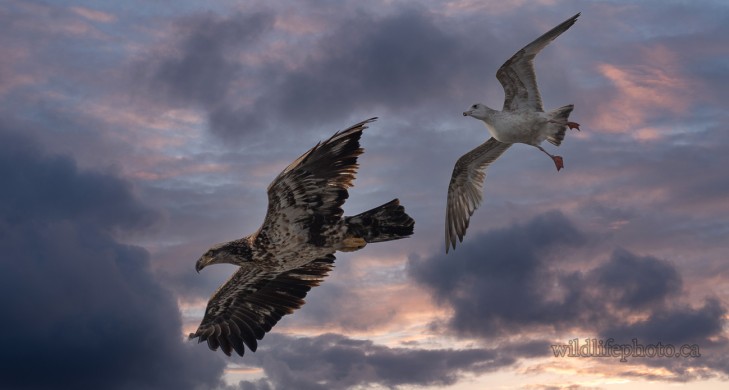 Bald Eagle and Herring Gull