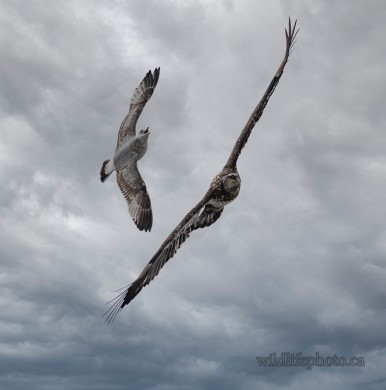Bald Eagle and Herring Gull