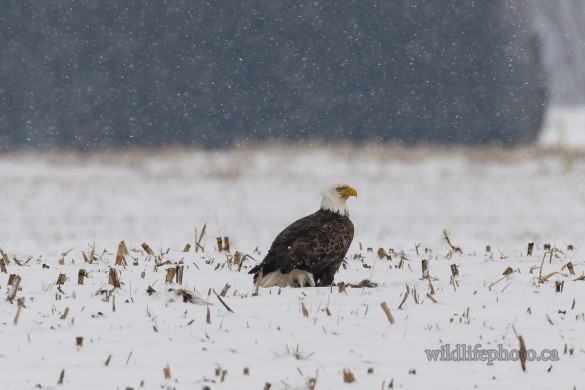 Bald Eagle - Snowy Field