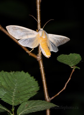 Banded Tussok Moth
