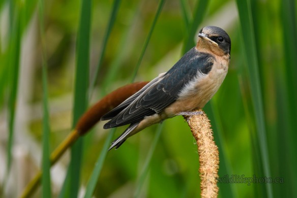 Barn Swallow Fledling