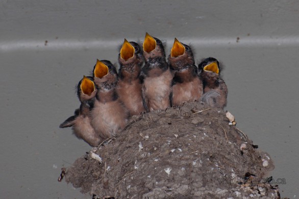 Juvenile Barn Swallows in Nest