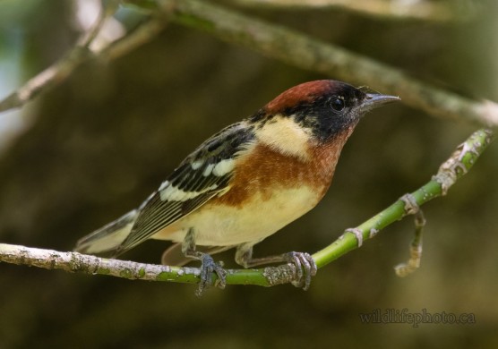Male Bay-breasted Warbler