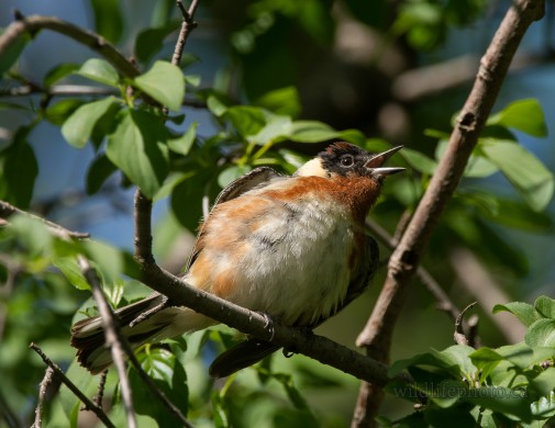 Male Bay-breasted Warbler