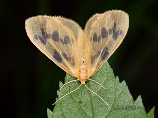 Beggar Moth