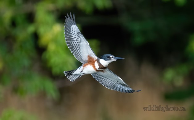 Female Belted Kingfisher in Flight