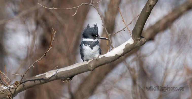 Male Belted Kingfisher