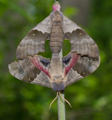 Big Poplar Sphinx Moths