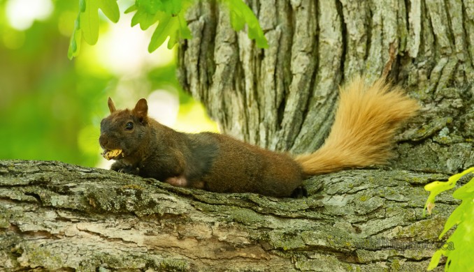 Black Squirrel with Blonde Tail