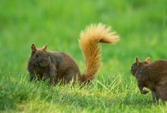 Black Squirrel with Blonde Tail