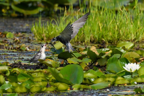Black Tern Feeding Fledgling