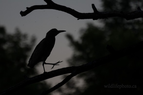 Black-crowned Night Heron Siluet