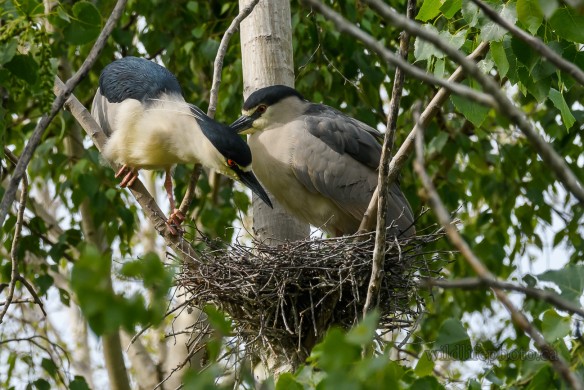 Black-crowned Night Heron - Nest