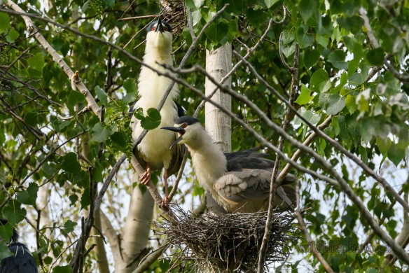 Black-crowned Night Heron - Nest