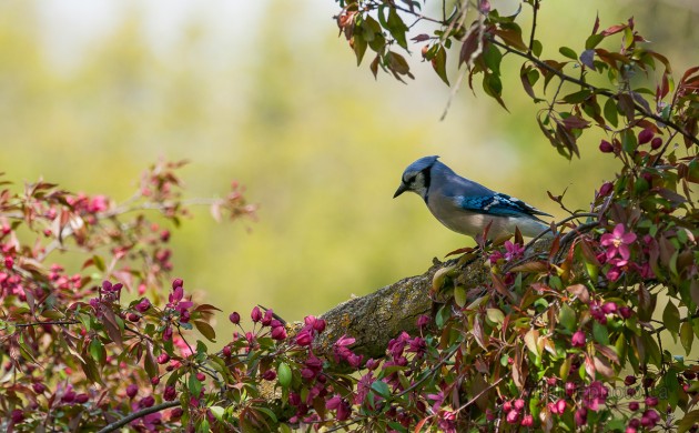 Blue Jay in Blossoms