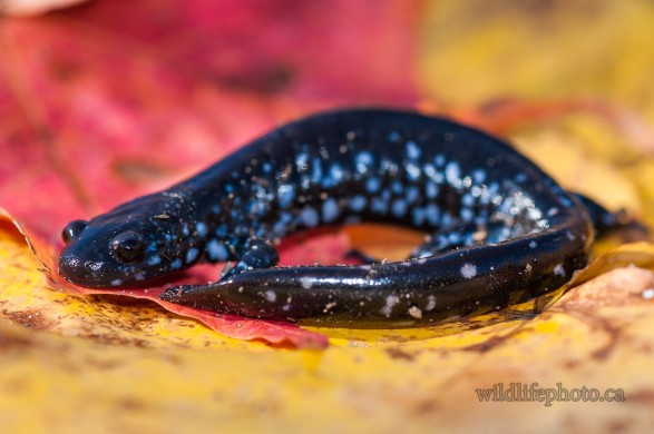 Blue-spotted Salamander on Autumn Leaves