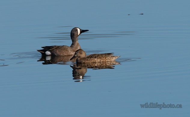 Male and Female Blue-winged Teal