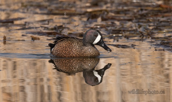 Male Blue-winged Teal