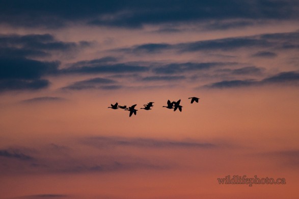 Canada Geese Sunset