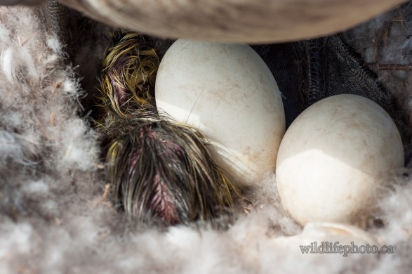 Gosling Hatching