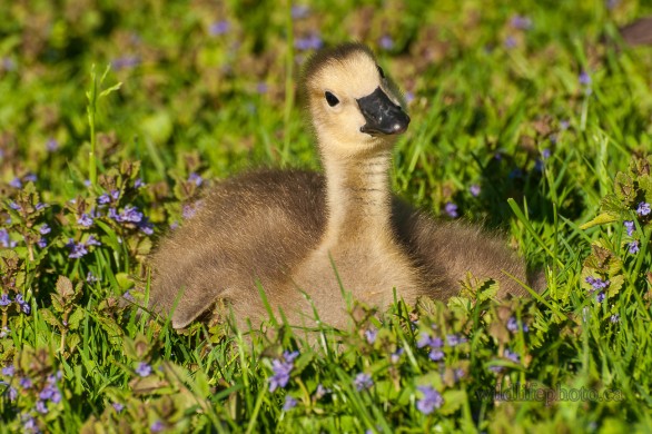 Canada Goose - Gosling in Flowers