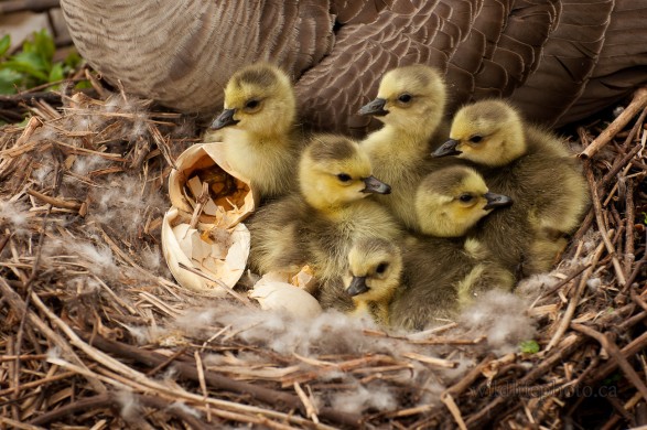 Newborn Goslings in the Nest