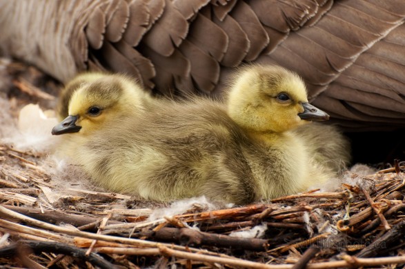 Goslings in the Nest