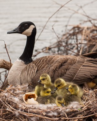 Canada Goose Goslings in the Nest