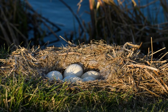 Canada Goose Nest with Eggs