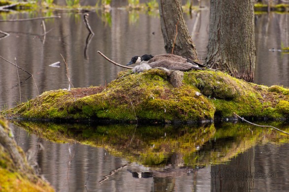 Nesting Canada Goose