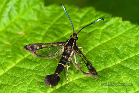 Ithaca Clearwing Moth