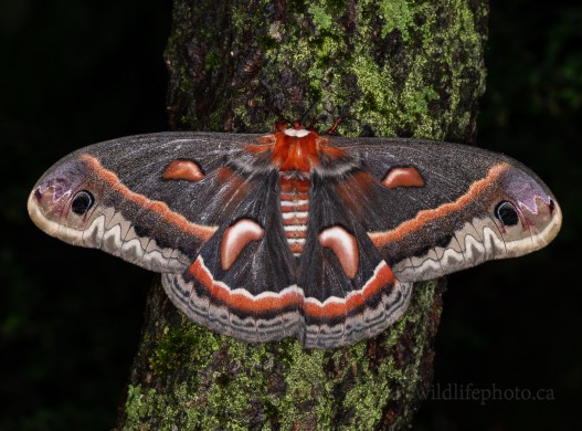 Female Cecropia Moth