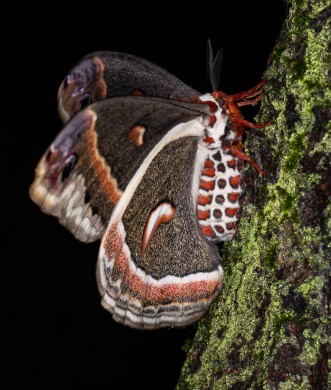 Female Cecropia Moth