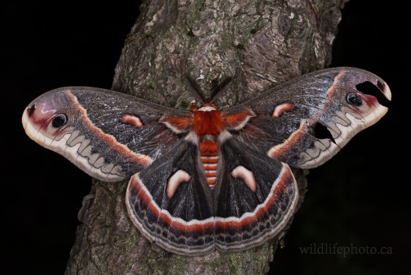 Male Cecropia Moth