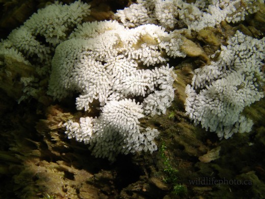Coral Slime Mold - Ceratiomyxa Fruticulosa