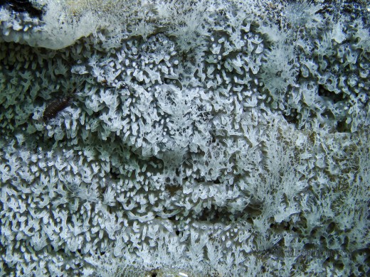 Coral Slime Mold - Ceratiomyxa Fruticulosa