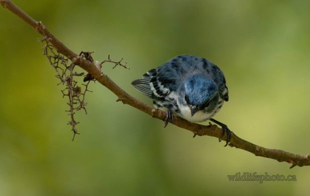 Male Cerulean Warbler