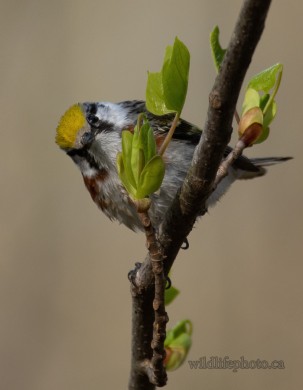 Female Chestnut-sided Warbler
