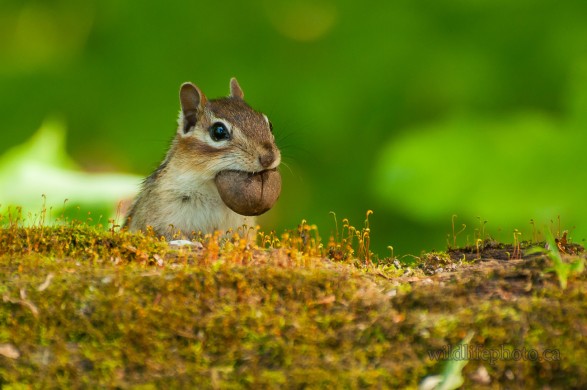 Chipmunk with a Nut