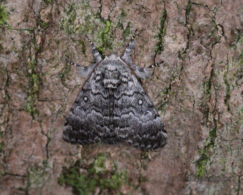 Close-banded Yellowhorn Moth
