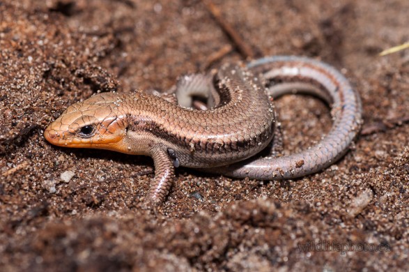 Male Common Five-lined Skink
