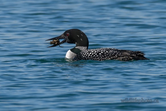 Common Loon with Crayfish