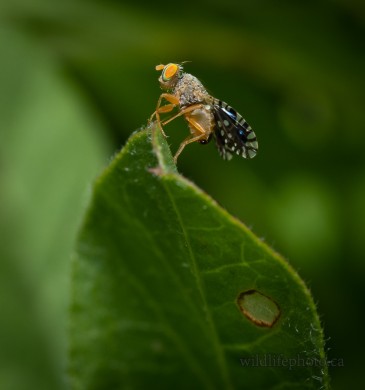 Common Ragweed Fruit Fly